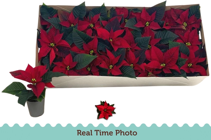 <h4>EUPHOR P CHR F RED</h4>