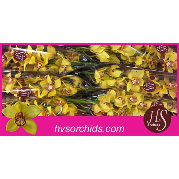 <h4>Cymb T La Vie Stella 80 Cm</h4>