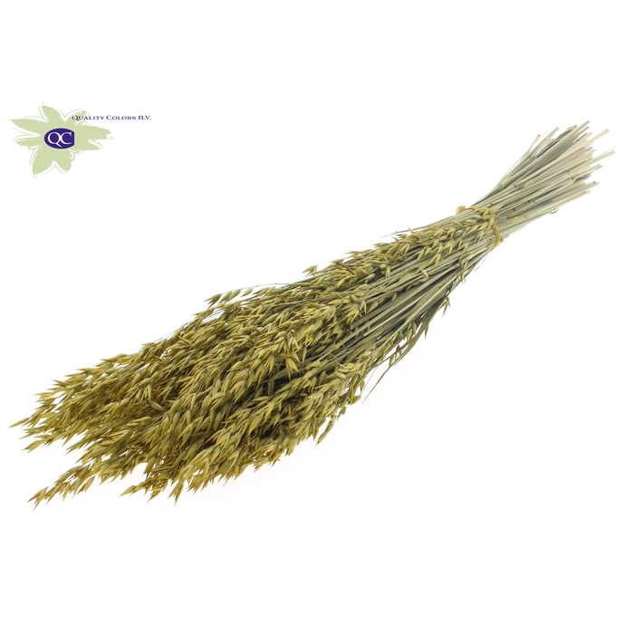 <h4>Avena per bunch Metallic Yellow</h4>