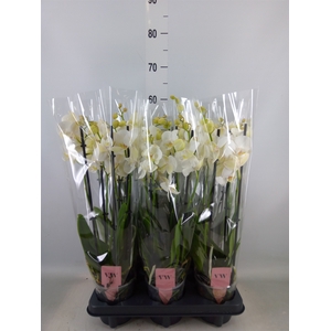 Phalaenopsis  'Ant Inverness'