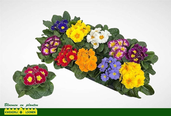 arr8 Prim Ac Paradiso Gem