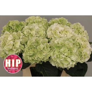 HYDR M SCHNEEBALL CL