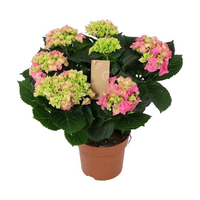 <h4>Hydrangea Macrophylla rose Early Rosa 7+ kop, beperkt</h4>