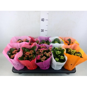 Kalanchoe blos. 'Perfecta'  ..mix 5