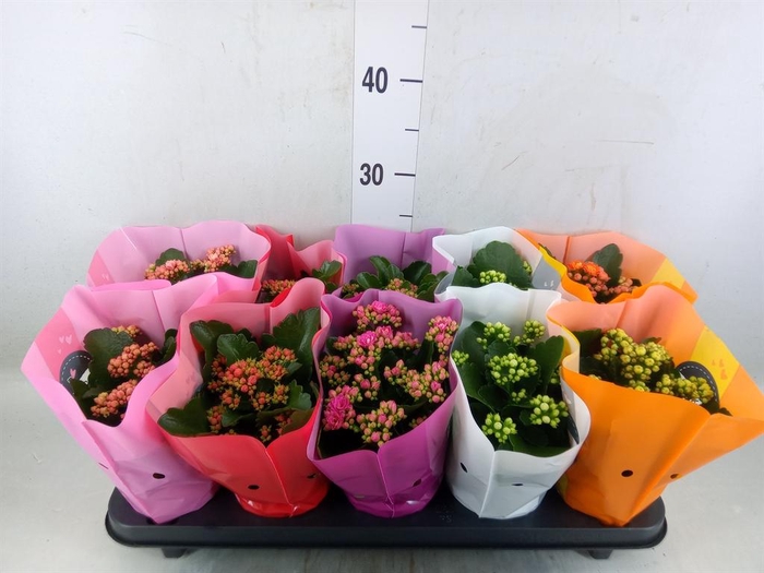 <h4>Kalanchoe blos. 'Perfecta'  ..mix 5</h4>