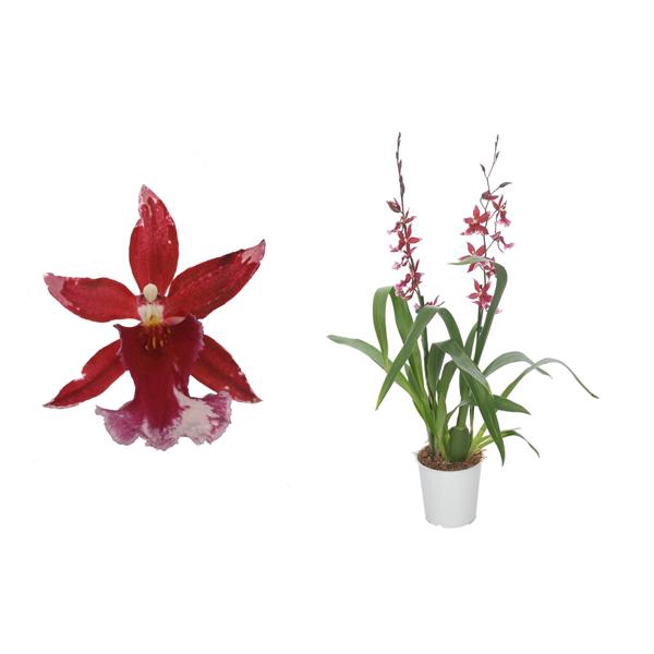 <h4>Cambria, Barrocco Red 2-tak</h4>