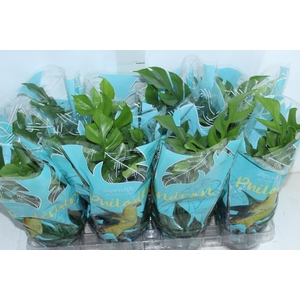 PHILODENDRON MINIMA P15