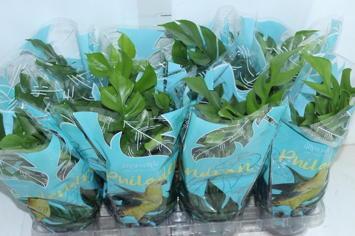 <h4>PHILODENDRON MINIMA P15</h4>