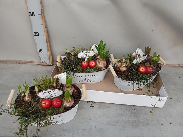 <h4>ARR BOL KNOLGEWAS</h4>