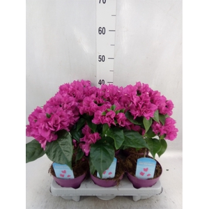 Bougainvillea  'Vera Dp Purple Imp'