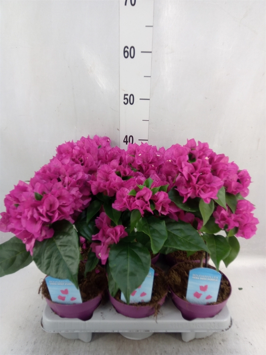 Bougainvillea  'Vera Dp Purple Imp'