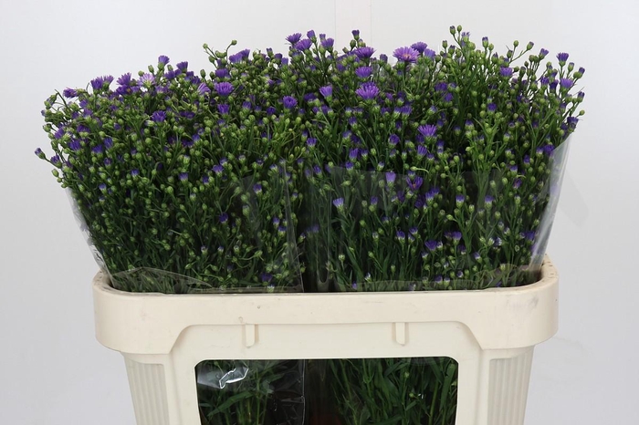 <h4>Aster Casamare</h4>