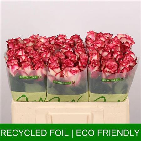 <h4>Rosa grootbloemig Paloma</h4>