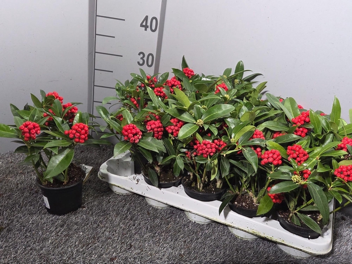 <h4>SKIM JAPONICA</h4>