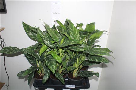 <h4>Aglao Silver Splash</h4>