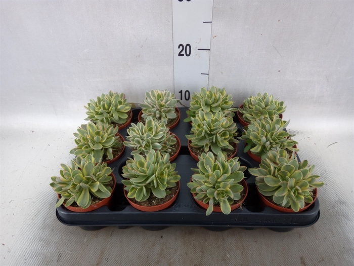 <h4>Crassula   ...</h4>