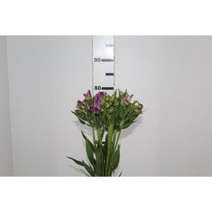 ALSTROEMERIA AMETHYST 080 CM