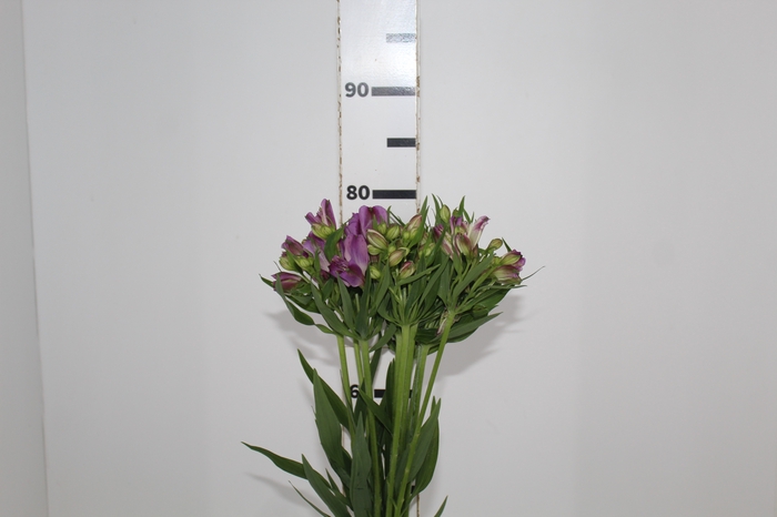 <h4>ALSTROEMERIA AMETHYST 080 CM</h4>