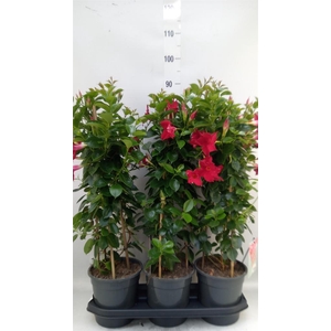 Mandevilla am. 'Sundav Red'