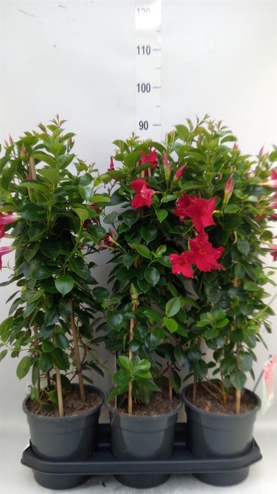 <h4>Mandevilla am. 'Sundav Red'</h4>