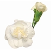 CRAVO SPRAY RAMAYA 060 CM