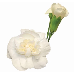 CRAVO SPRAY RAMAYA 070 CM