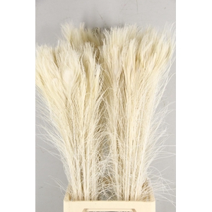 Feather Peacock Bleach 90cm