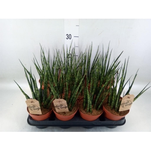 Sansevieria  'Fernwood'