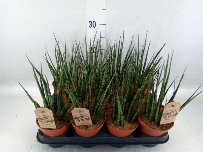 <h4>Sansevieria  'Fernwood'</h4>