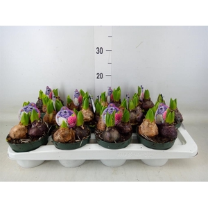 Hyacinthus orie.   ...