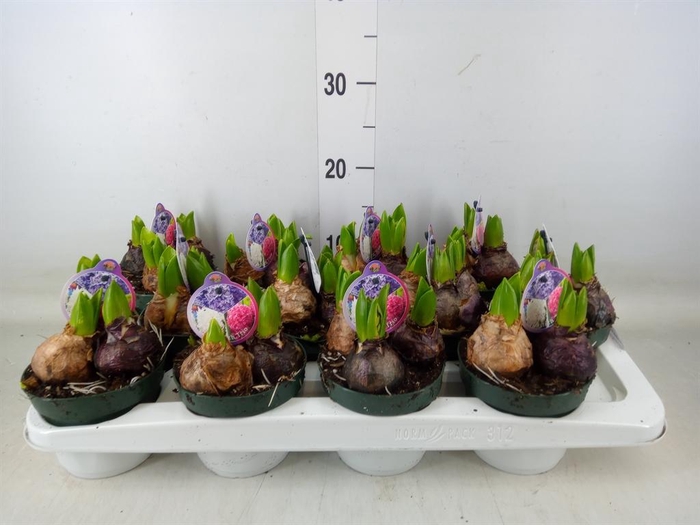 <h4>Hyacinthus orie.   ...</h4>