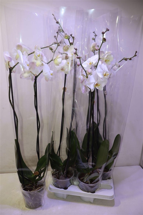 <h4>Phal Ov Wit</h4>