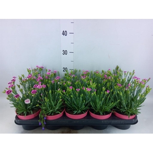 Dianthus  'Pink Kisses'