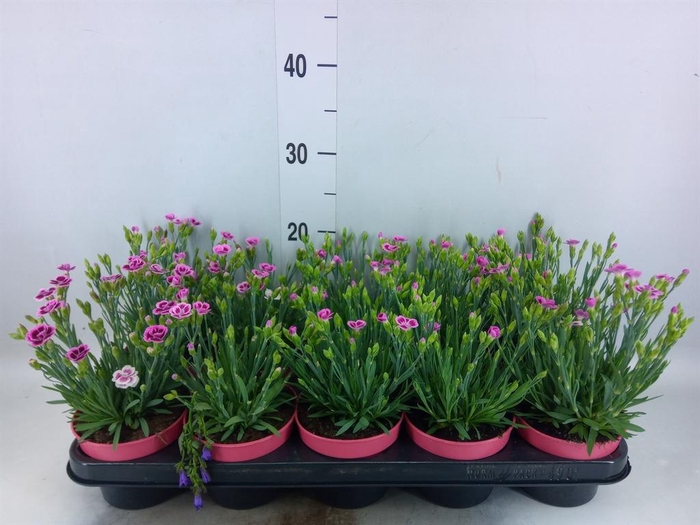 <h4>Dianthus  'Pink Kisses'</h4>