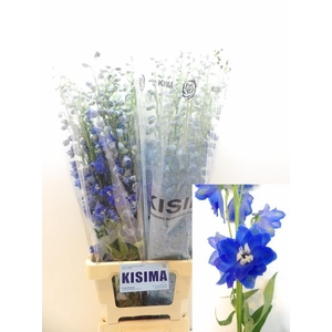 DELPH DU C BL SHADES