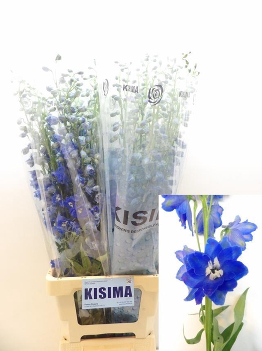 <h4>Delph Du C Bl Shades</h4>