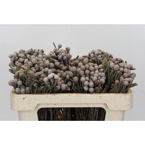 Cape Green Silver Brunia