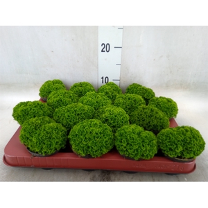 Selaginella apoda