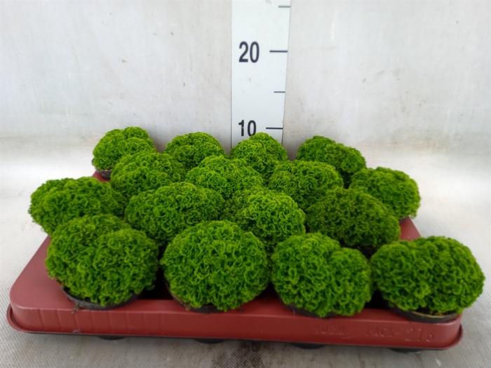<h4>Selaginella apoda</h4>