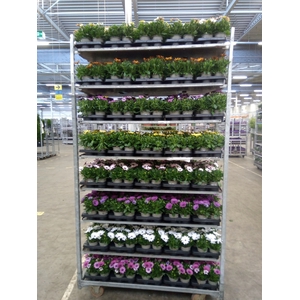Osteospermum  'Senorita'   ..mixtro