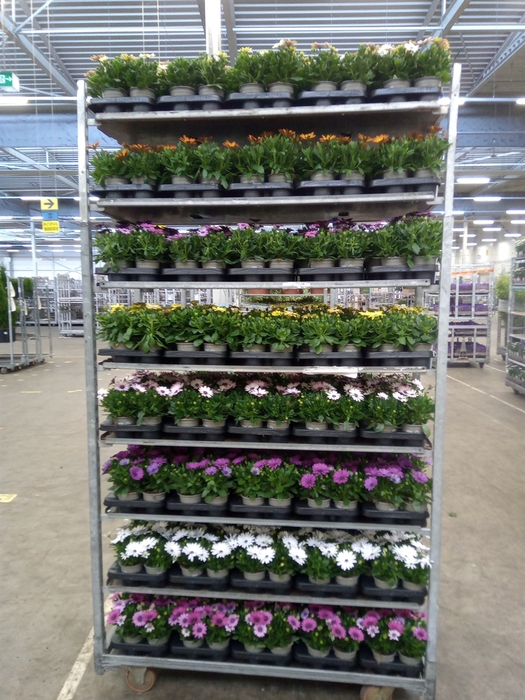<h4>Osteospermum  'Senorita'   ..mixtro</h4>