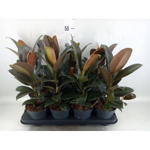 Ficus elastica 'Melany'