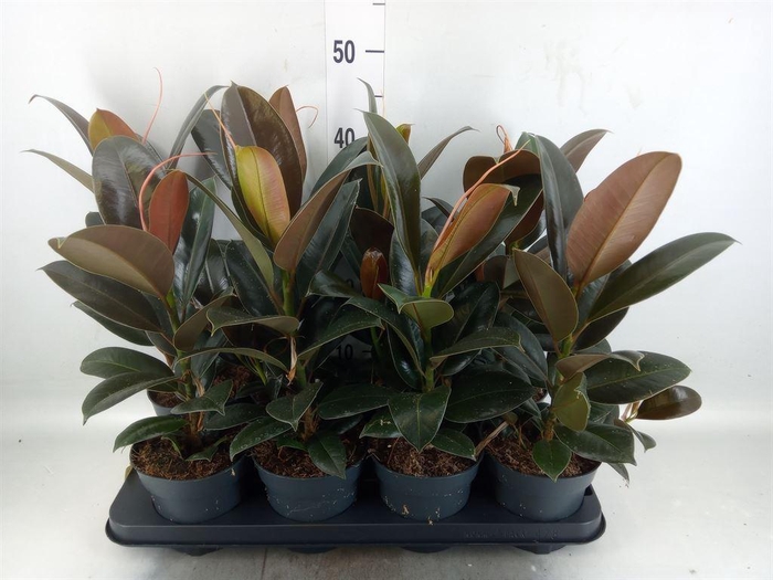 <h4>Ficus elastica 'Melany'</h4>