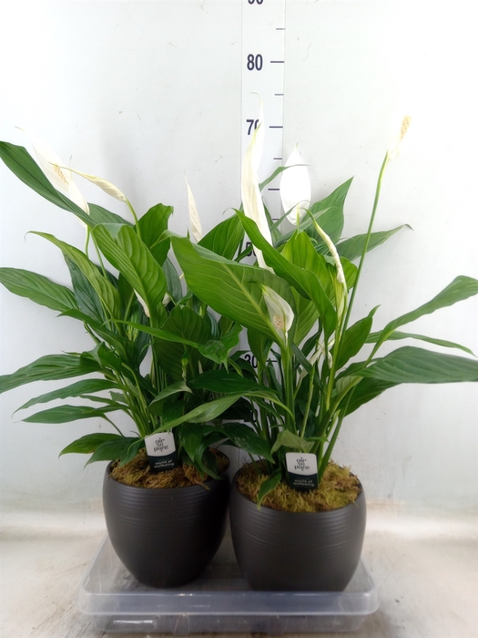 <h4>Spathiphyllum  'Bingo Cupido'</h4>