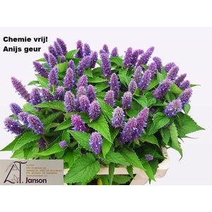 Agastache Ov
