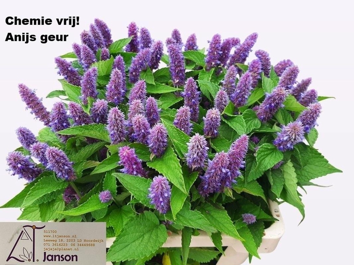 <h4>Agastache Ov</h4>
