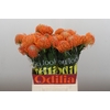 Nutans Ayoba Orange