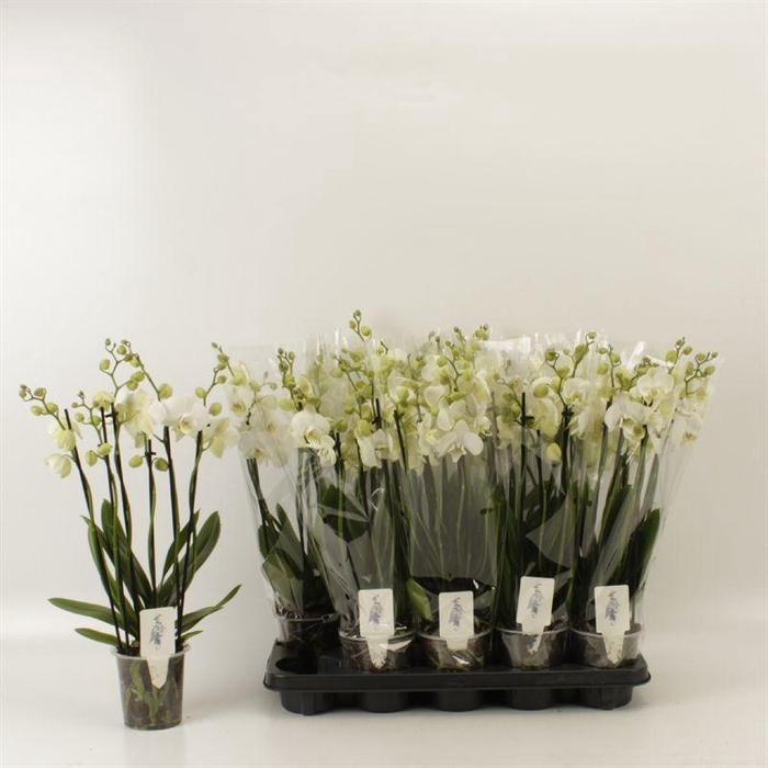 <h4>PHAL AN INVERNESS</h4>