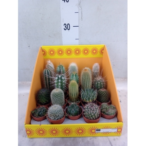 Cactus   ...mix 18