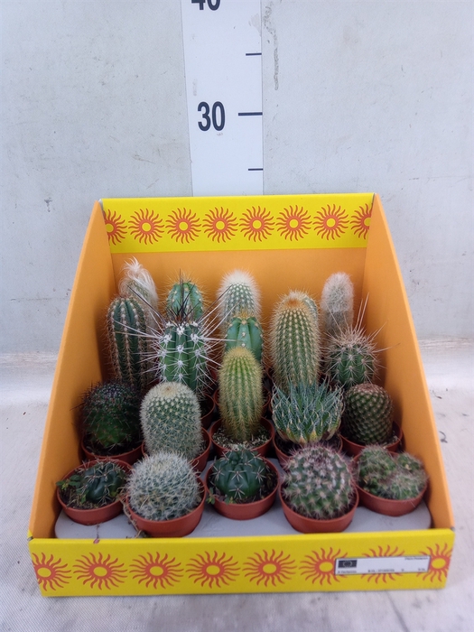 <h4>Cactus   ...mix 18</h4>
